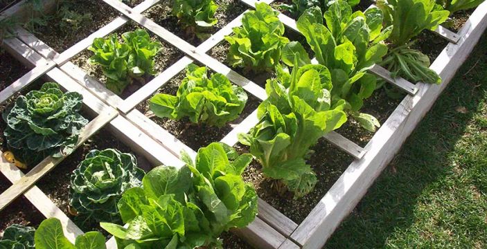 Sustentabilidade em casa: soluções simples para um impacto real